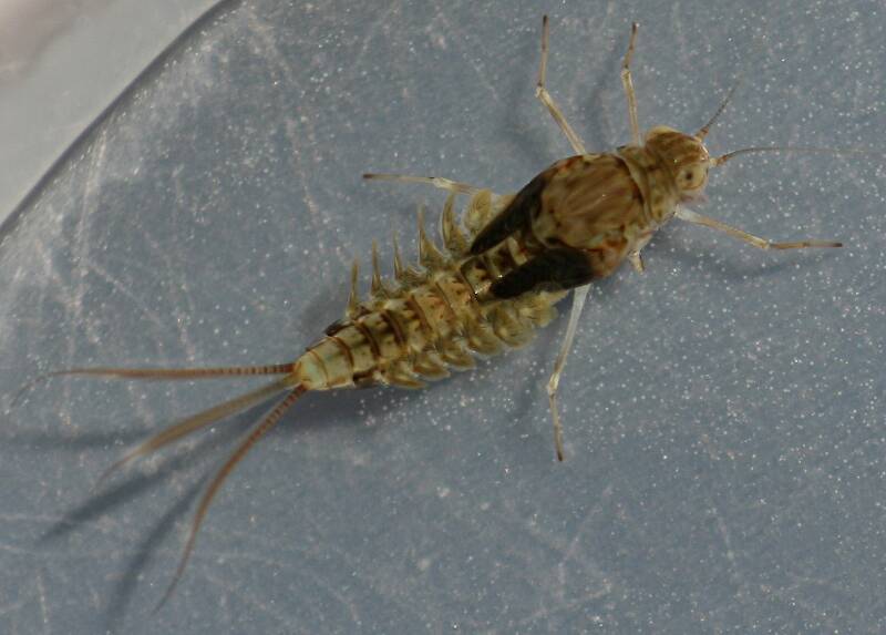 Callibaetis sp.