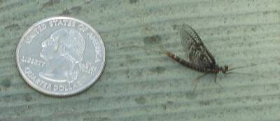 drake id request