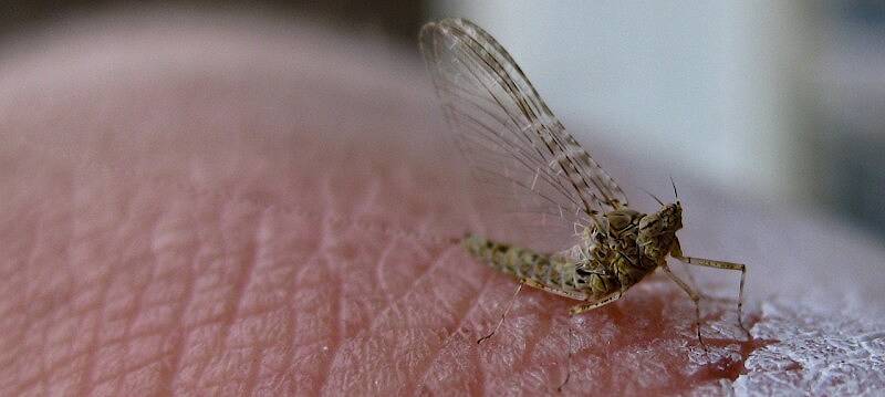 callibaetis?