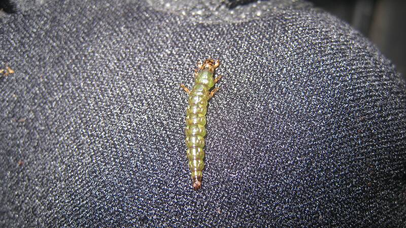 Novice Entomologist here