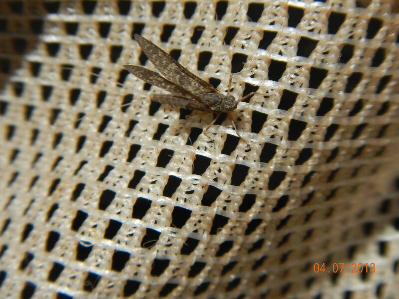 callibaetis