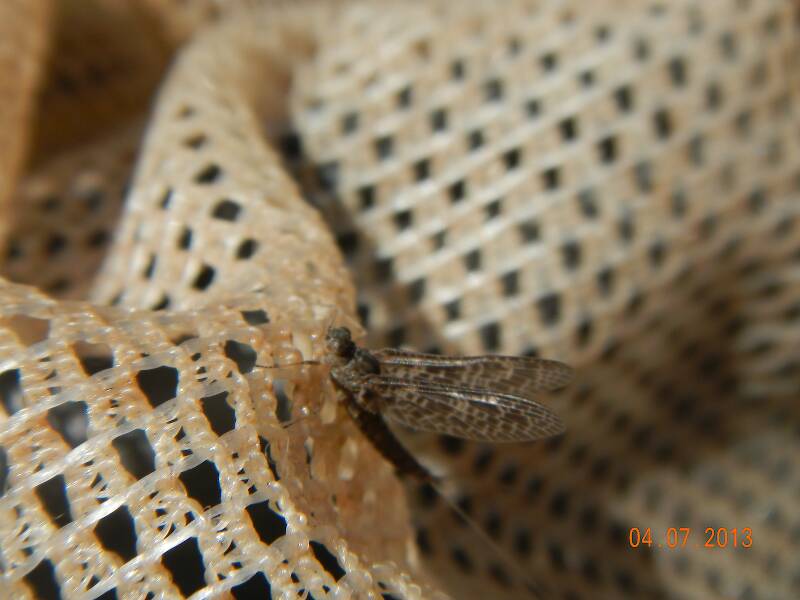 callibaetis