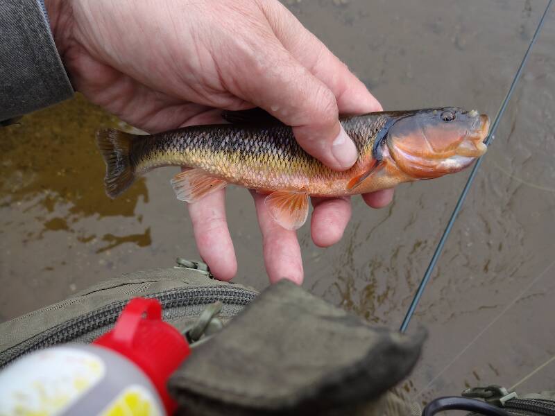 It's a fish - not a bug but still, I'm stumped