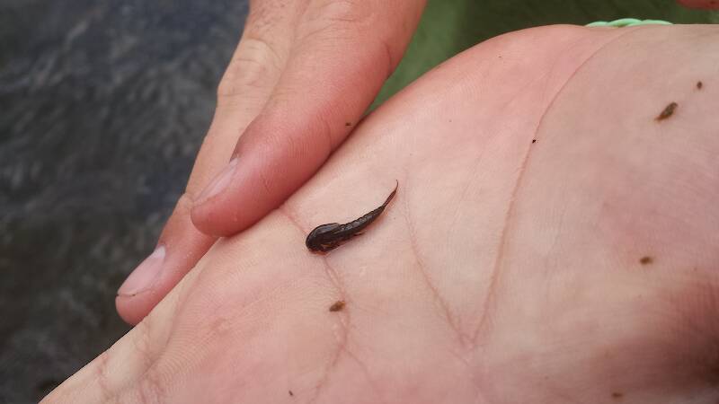 Pig Fish Bug identification help