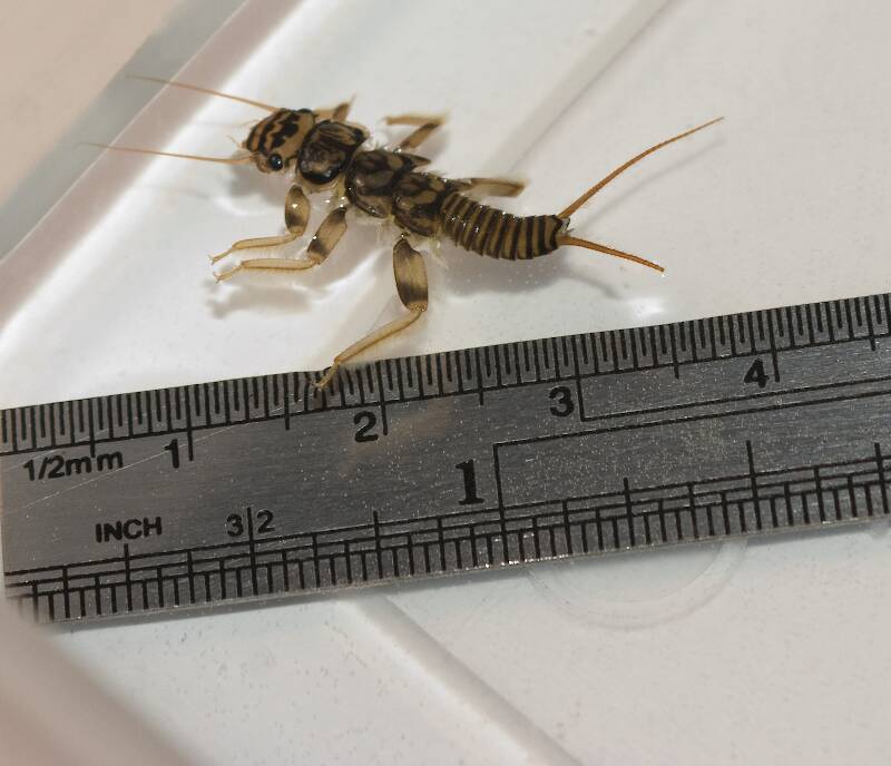 My first aquatic insect photos; open for identification