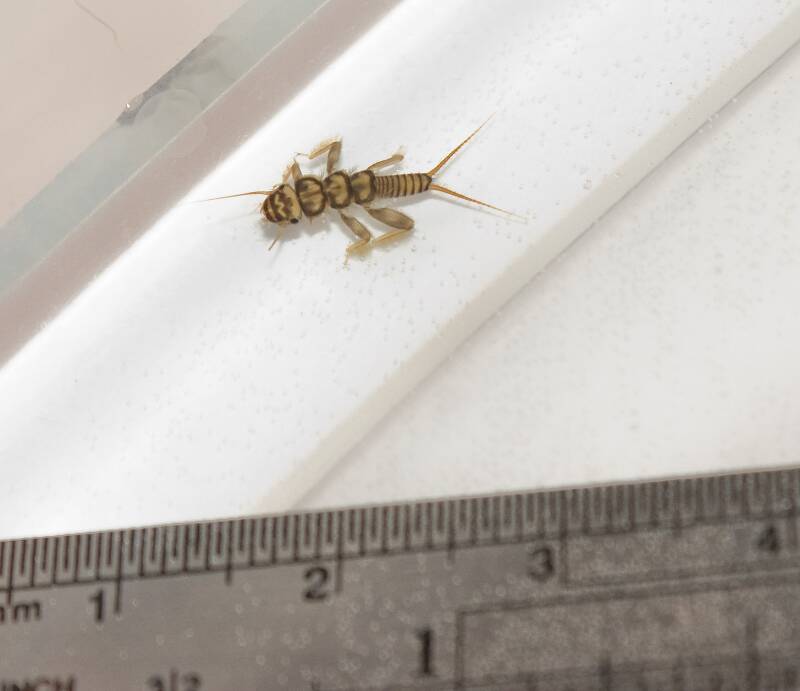 My first aquatic insect photos; open for identification